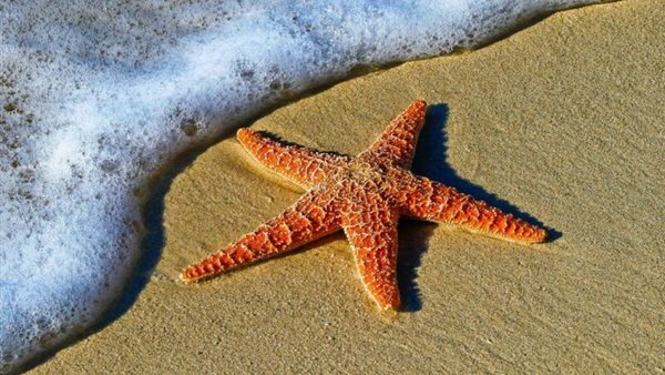 علماء يكتشفون مستخلص من نجم البحر يوقف نمو الخلايا السرطانية المقاومة للعلاج