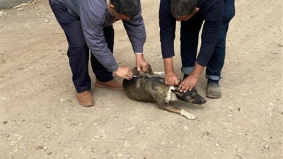 محافظ الدقهلية يتابع حملات الطب البيطري لتحصين الكلاب 
