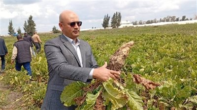 زراعة الغربية تشارك عرس حصاد البنجر بمزارع شركة الدلتا