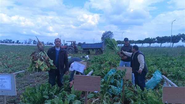 طفرة زراعية في كفرالشيخ.. يوم حصاد وتقييم أصناف بنجر السكر المصرية