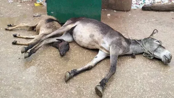 أعمدة الموت بالبدرشين.. "صاعقة" تبيد الدواب وتكتب عمرا جديدا لطفل بـ "أبوصير"