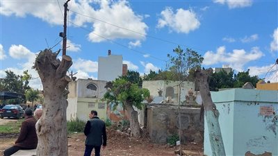 حكم قطع الأشجار وإزالتها لأجل التوسيع في الطرق العامة