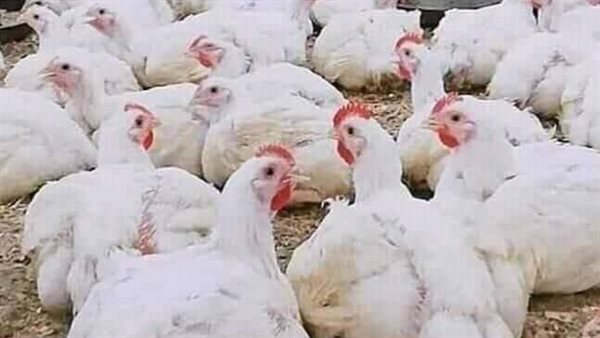 تفاصيل أسعار الدواجن والبيض فى الأسواق اليوم