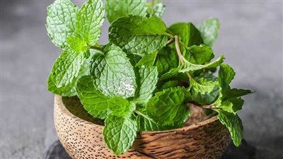 ماذا يحدث للجسم عند شرب النعناع قبل النوم؟.. تأثيرات مهدئة قد تفاجئك