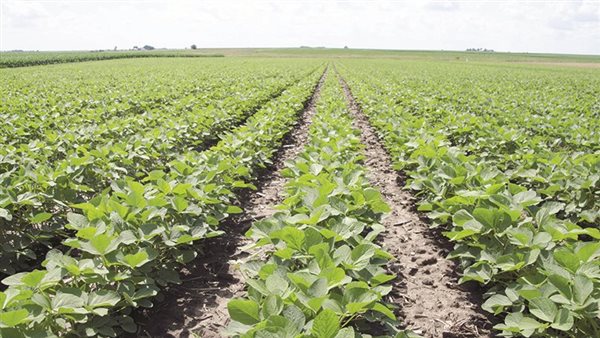 اﻟﺮﻛﻮد ﻳﻀﺮب اﻟﺒﺘﺮوﻛﻴﻤﺎوﻳﺎت واﻷﺳﻤﺪة