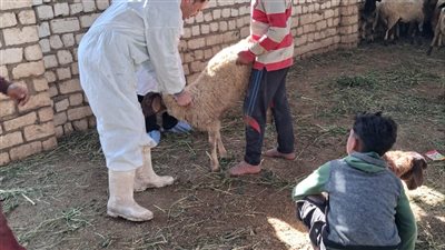 تحصين 3012 ماشية ضد أمراض الحمى القلاعية والوادي المتصدع بالفيوم 