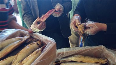 الطب البيطري يعلن ضبط 3.3 طن اسماك ولحوم غير الصالحة بالغربية