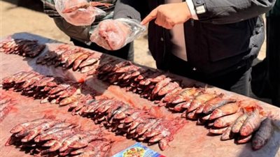 ضبط 105 كيلو سردين غير صالح للاستهلاك بالفيوم 