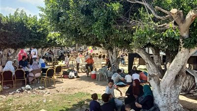 احتفالًا بشم النسيم بقناطر إدفينا.. الفسيخ والسردين المملح والرنجة على ضفاف النيل «حكاية بطعم الربيع»