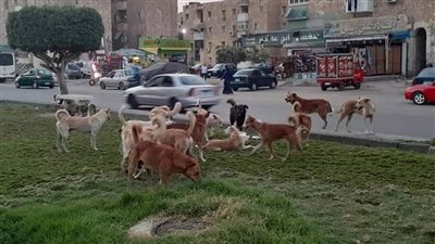 الرفق بالحيوان: الفاتورة الحقيقية لأزمة الكلاب الضالة تجاوزت 3 مليارات جنيه