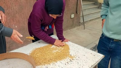 جاهزية 36 موقعًا لاستقبال القمح بالدقهلية 
