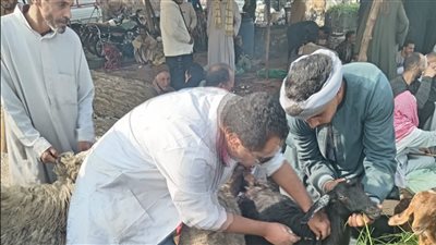 محافظ الجيزة: تحصين 176 ألف رأس ماشية ضد مرضي الجلد العقدي وجدري الضأن