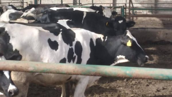 تحصين 150 ألف رأس في الحملة القومية ضد مرض الجلد العقدى بالدقهلية