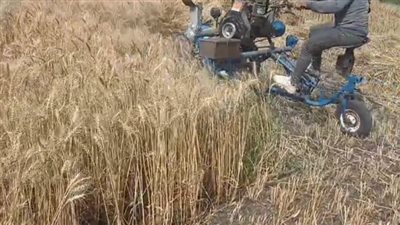 الخير يبدأ بالشرقية.. انطلاق موسم توريد القمح واستعدادات مكثفة بالصوامع