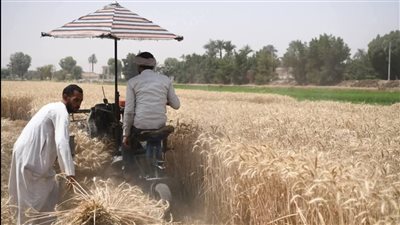 11 موقع تخزين لاستقبال 94374 فدان منزرعة بالقمح فى قنا هذا العام 