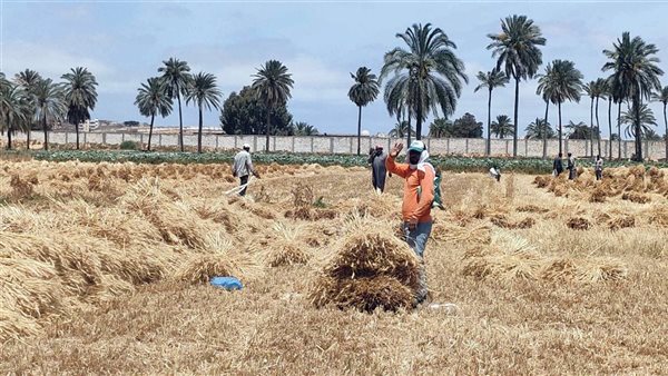 ﻧﻮرت ﻳﺎ ﻗﻤﺢ اﻟﻨﻴﻞ