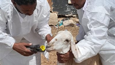 حملة مكبرة لتحصين الأبقار والأغنام والماعز بمدن البحر الأحمر 