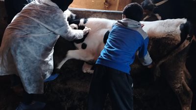 تحصين 185 ألف حيوان ضد جدرى الأغنام بالغربية