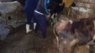 تحصين 39816 رأس ماشية ضد الحمي القلاعية بالبحيرة 