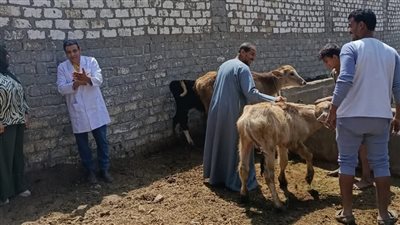 تحصين 2116 رأس ماشية ضمن أعمال الحملة القومية بالفيوم 