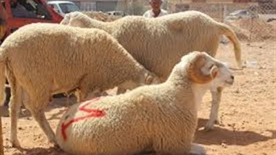 هل يجوز أن أشترى خروفا وأهديه لأحد الفقراء ليقوم بذبحه كأضحية ؟