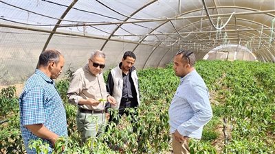 بحوث الصحراء يواصل متابعة الأنشطة الإرشادية والخدمية بمحطاته البحثية بسيوة والوادي الجديد