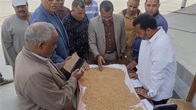 الشرقية تقترب من نصف مليون طن قمح مورد