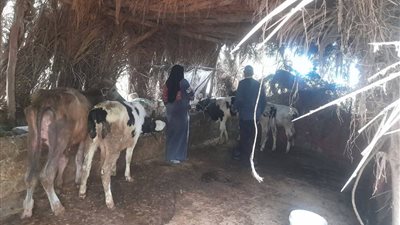 تحصين 95 ألف ماشية ضد الحمى القلاعية بالدقهلية