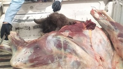 ضبط لحوم غير صالحة داخل محل جزارة بكفر صقر