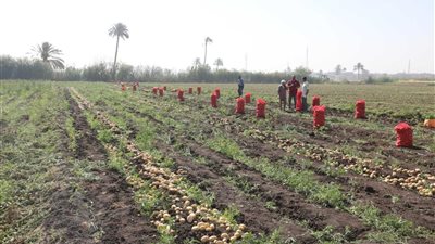 سكرتير عام المنيا يتابع انطلاق موسم حصاد البطاطس بمطاى