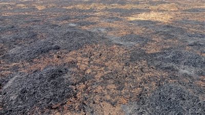 نيران الحصاد تلتهم قمح الشرقية