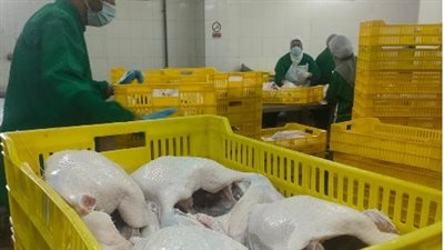الخدمات البيطرية: متابعة أعمال الذبح والفحص بالمجازر لضمان سلامة الغذاء