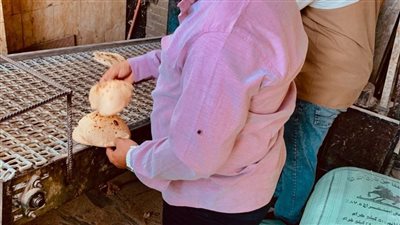 تشديد رقابي على المخابز بالشرقية لضبط جودة الخبز