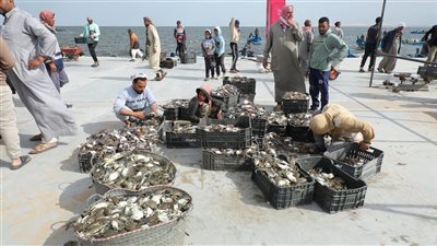 جهاز مستقبل مصر يقود خطة تطوير البحيرة لدعم الأمن الغذائي والتنمية في سيناء