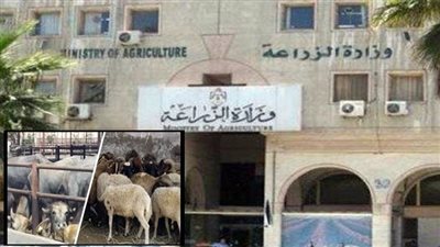 نصائح »الزراعة« لشراء اللحوم وأضاحى العيد