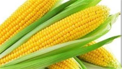 الذرة الصفراء.. غذاء صيفي غني بالطاقة وفوائد صحية متعددة