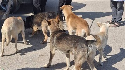 ‏بيطري الشرقية يُحصن ويُعقم الكلاب الضالة بالزقازيق والعاشر من رمضان