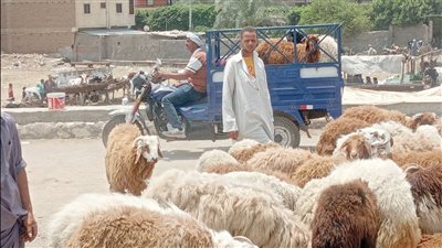 ركود فى أسواق الأضاحى بسبب الغلاء