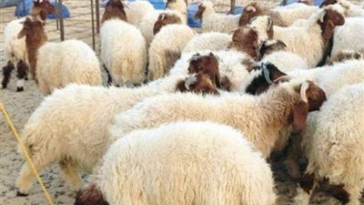سوق الأضاحى فى مرمى أزمة الطاقة