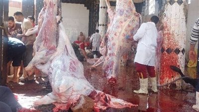 الشرقية تستعد لعيد الأضحى بـ«لحوم آمنة ومجازر جاهزة»