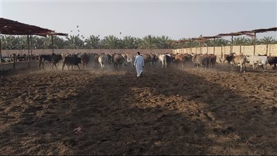 الأوقاف تتابع تجهيز الأضاحي بمجازر أبو سمبل استعدادًا لعيد الأضحى