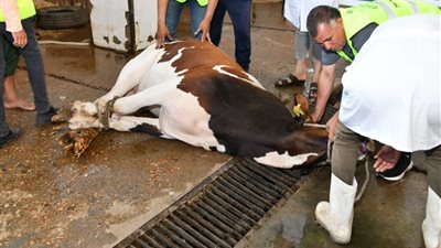 محافظ الفيوم يشهد ذبح أضاحي الجمعيات بمجزر أبوكساه لتوزيعها للأسر الأولى بالرعاية