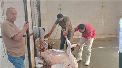  الزراعة تعلن ذبح 10,172 أضحية بالمجازر الحكومية 