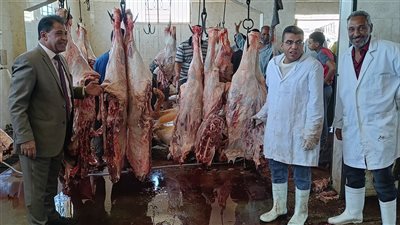 ذبح 66 عجلًا بمجازر الأقصر وتوزيع لحومها  على 13200 أسرة مستحقة