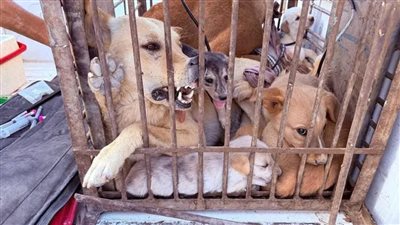 دعوات للقتل الجماعى تواجهها مطالب بالتعقيم والتطعيم