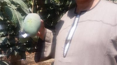 نقيب الفلاحين: المانجو لم تتأخر وبداية موسمها الشهر المقبل