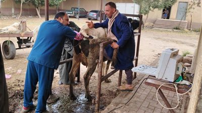 الطب البيطري بكفرالشيخ يعلن فحص وعلاج 3352 حالة خلال مايو لدعم الثروة الحيوانية