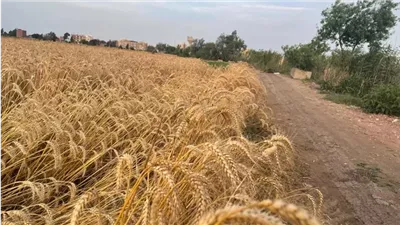 نقابة الفلاحين: حوافز الدولة رفعت معدلات توريد القمح خلال الموسم الحالي