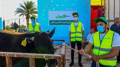 توزيع لحوم 50 عجلاً في 44 قرية بالمنيا 