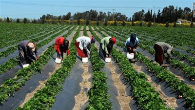 جمعية الموالح ترفض إلغاء الحصة السمادية المدعمة وتحذر من تراجع الإنتاج والصادرات